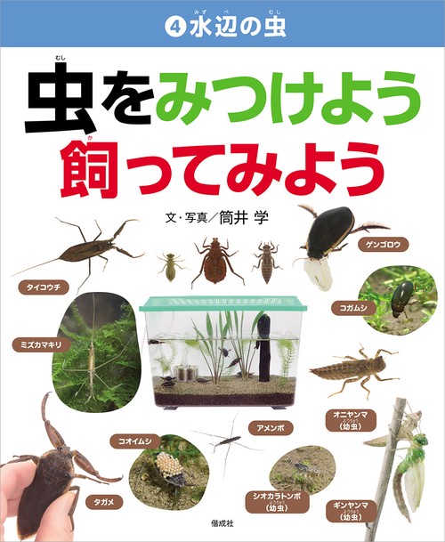 水辺の虫