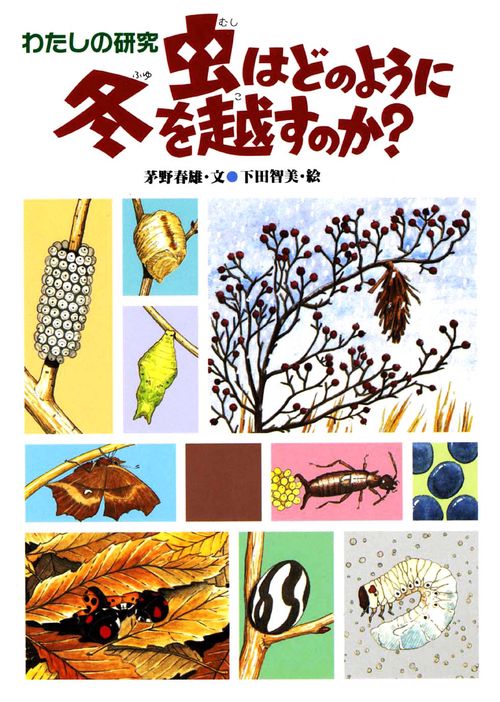 わたしの研究・虫はどのように冬を越すのか