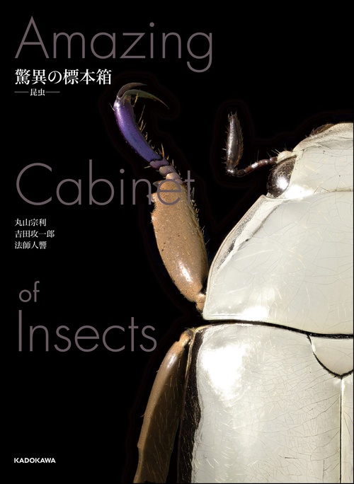 驚異の標本箱 昆虫