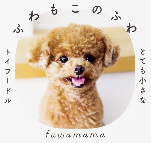 ふわもこのふわ とても小さなトイプードル
