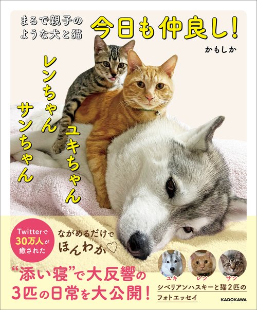 まるで親子のような犬と猫 今日も仲良し！　ユキちゃん レンちゃん サンちゃん