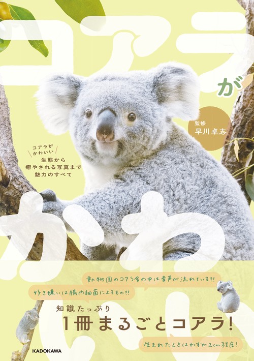 コアラがかわいい 生態から癒やされる写真まで魅力のすべて