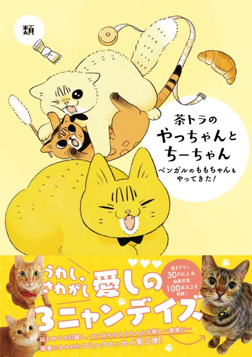 茶トラのやっちゃんとちーちゃん ベンガルのももちゃんもやってきた！