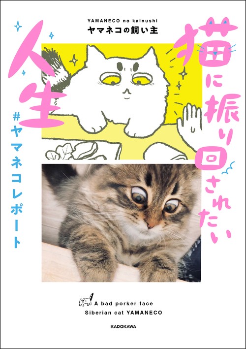 猫に振り回されたい人生　#ヤマネコレポート