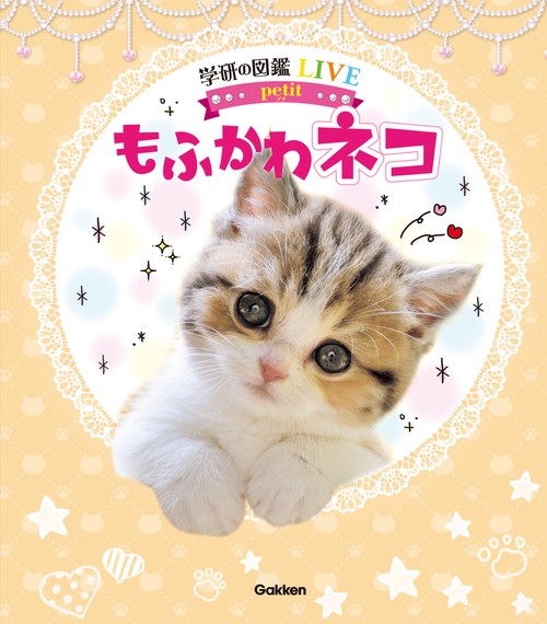 もふかわ　ネコ