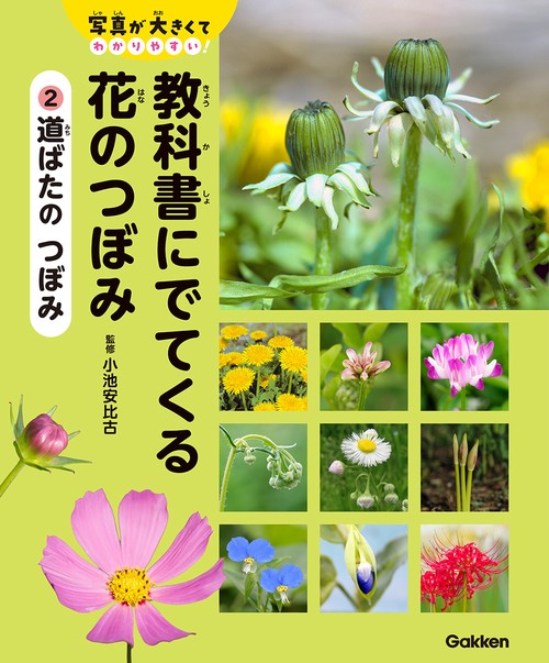 ２　道ばたの　つぼみ