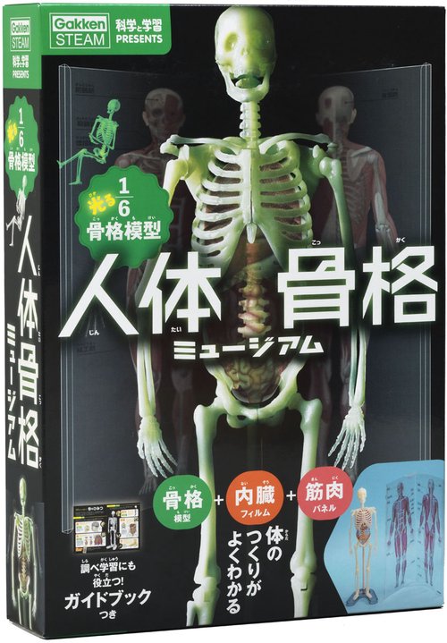 人体骨格ミュージアム – 丸善ジュンク堂書店ネットストア