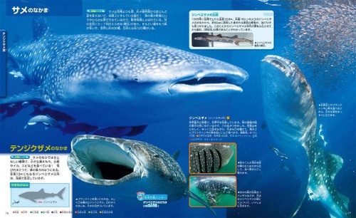 魚　新訂版