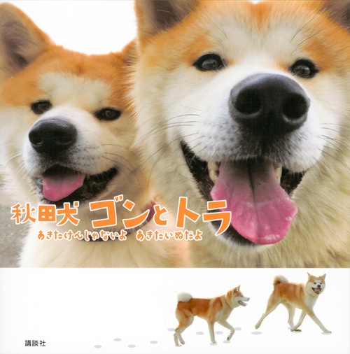 秋田犬　ゴンとトラ　あきたけんじゃないよ　あきたいぬだよ