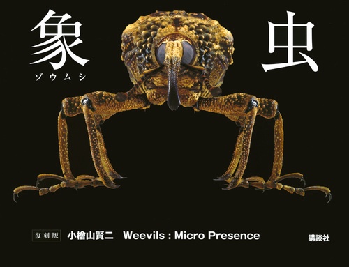 象虫　Weevils：Micro　Presence　復刻版
