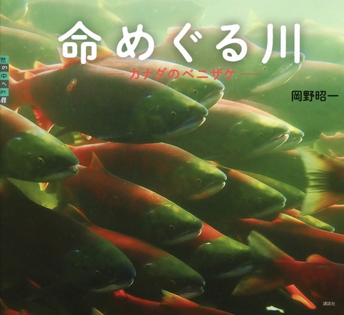 命めぐる川　カナダのベニザケ