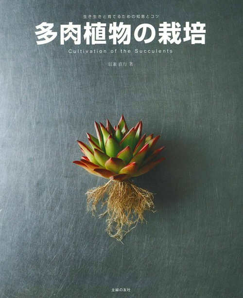 多肉植物の栽培