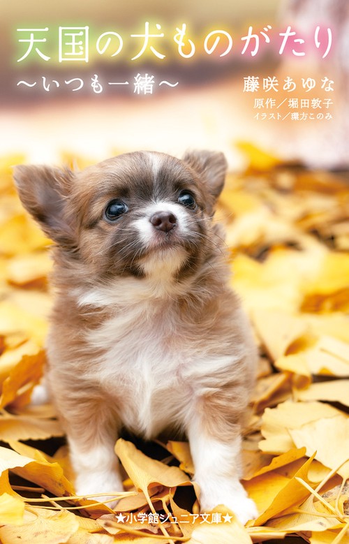 天国の犬ものがたりいつも一緒