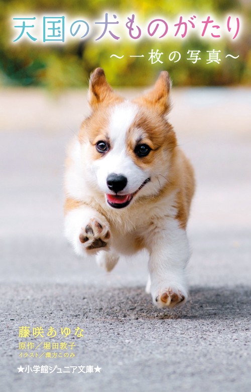 天国の犬ものがたり ～一枚の写真～