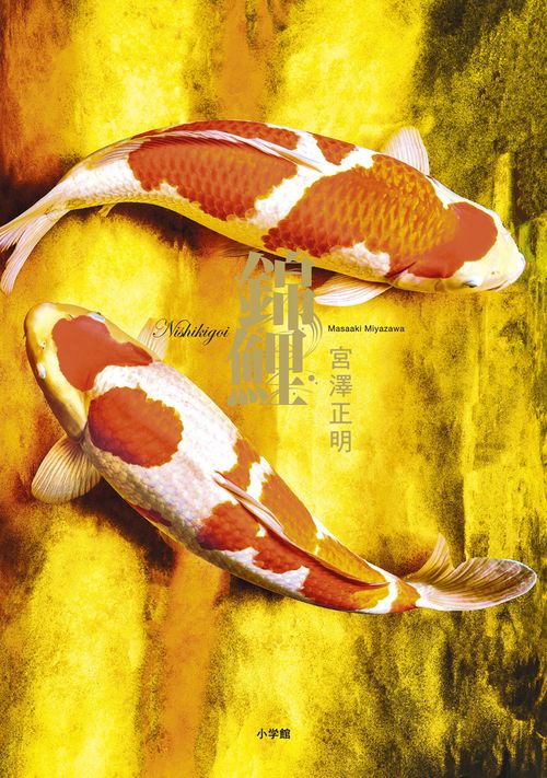 錦鯉