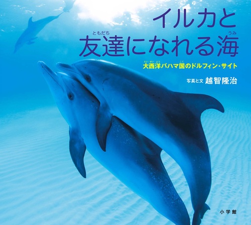 イルカと友達になれる海