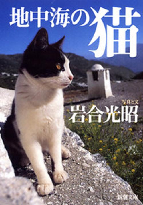 地中海の猫