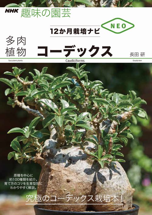 多肉植物コーデックス