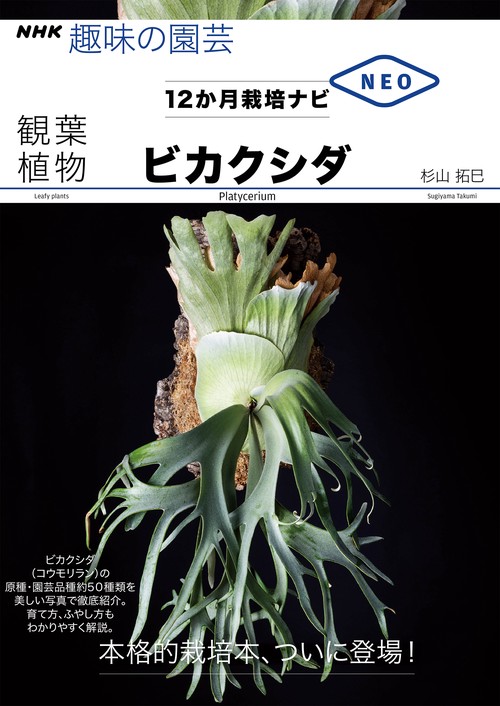 観葉植物　ビカクシダ