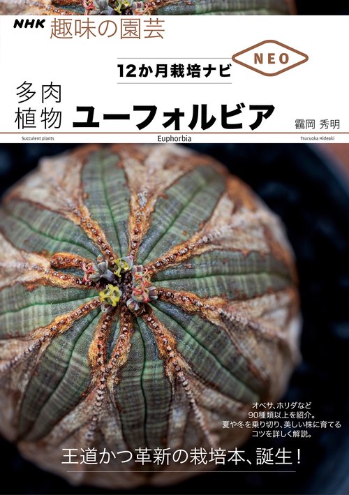 多肉植物　ユーフォルビア