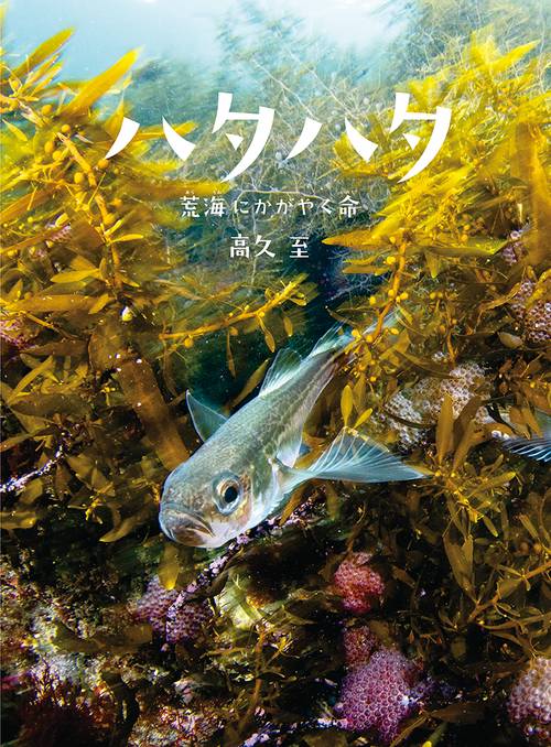 ハタハタ　