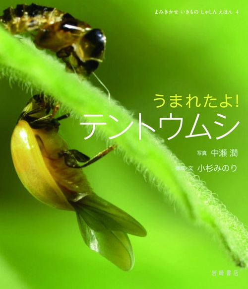 うまれたよ!テントウムシ