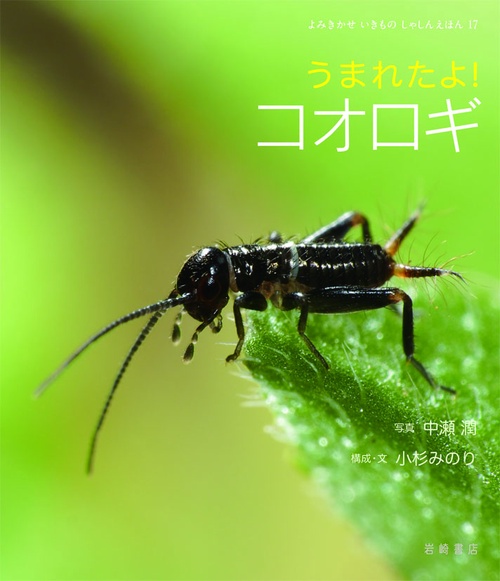 うまれたよ!コオロギ