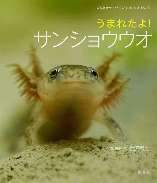 うまれたよ!サンショウウオ