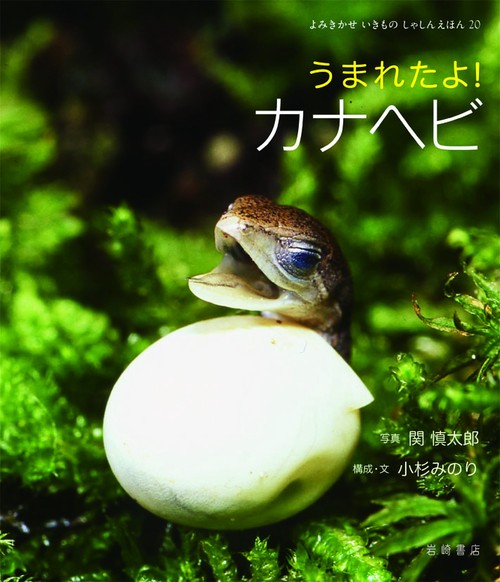うまれたよ!カナヘビ
