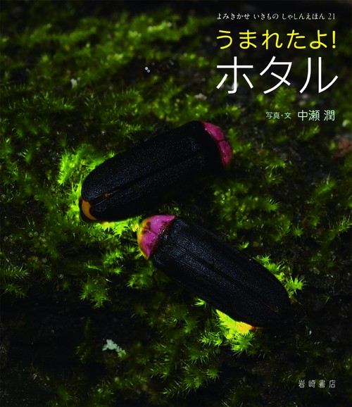 うまれたよ!ホタル