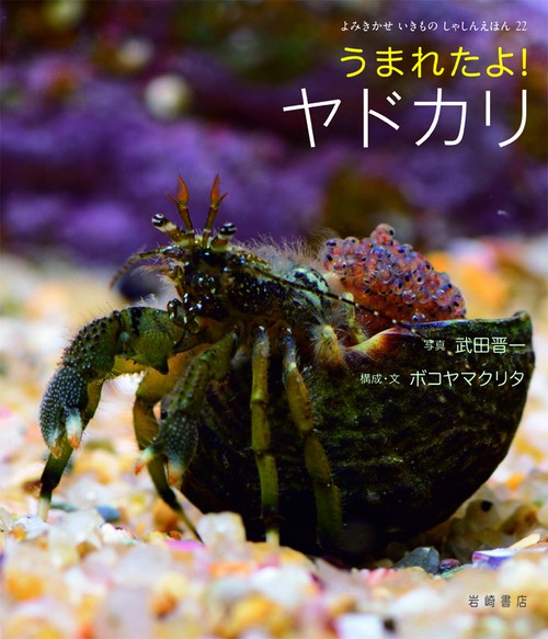 うまれたよ!ヤドカリ