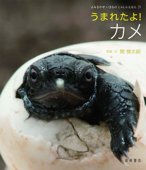 うまれたよ!カメ