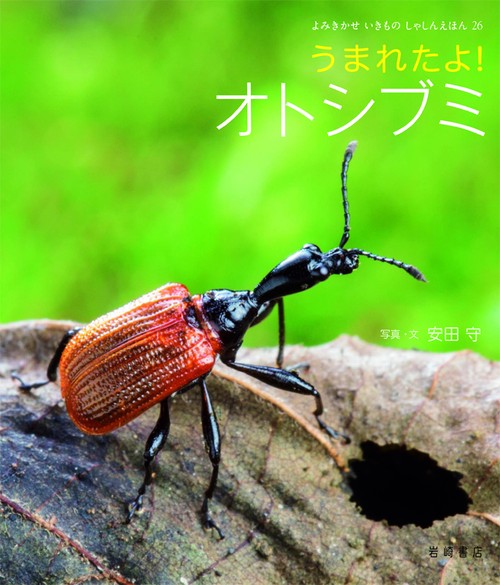 うまれたよ!オトシブミ