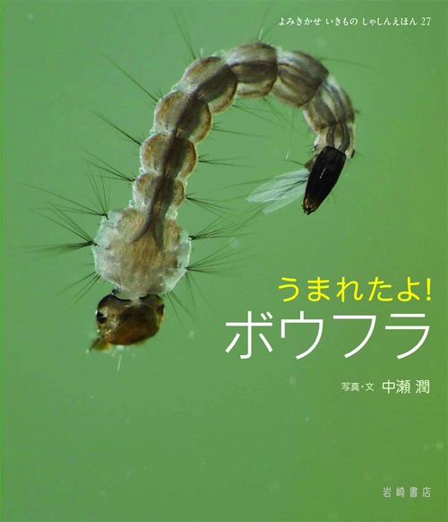 うまれたよ!ボウフラ