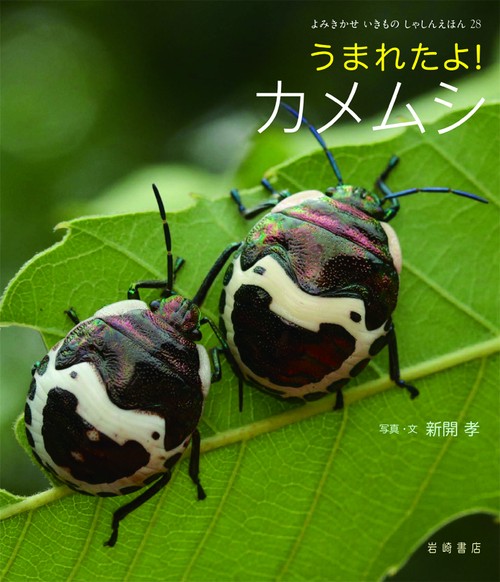 うまれたよ!カメムシ