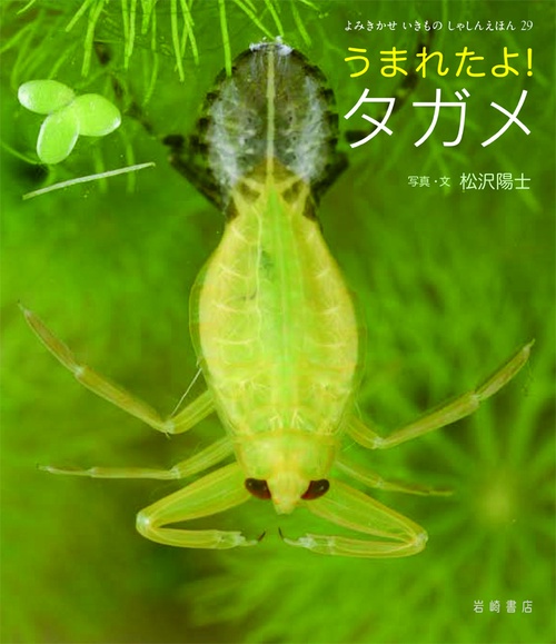 うまれたよ!タガメ