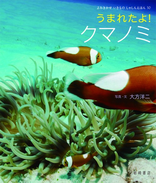 うまれたよ!クマノミ