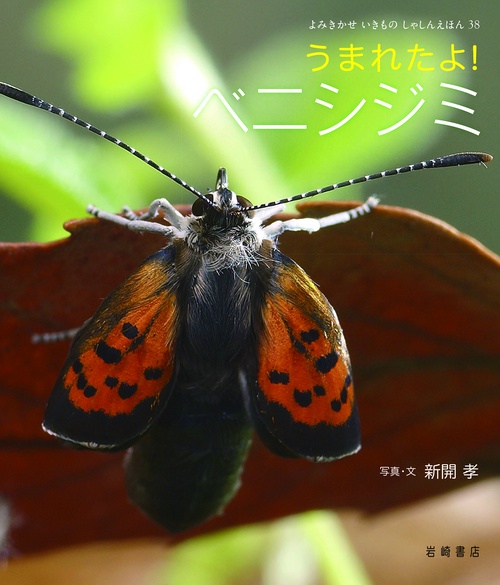 うまれたよ！　ベニシジミ