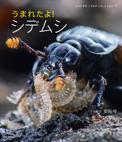 うまれたよ！　シデムシ