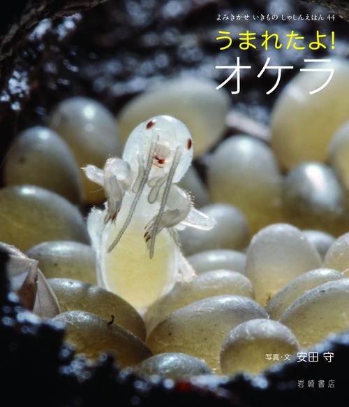 うまれたよ！　オケラ