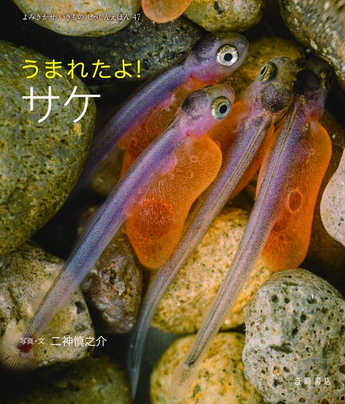 うまれたよ！　サケ