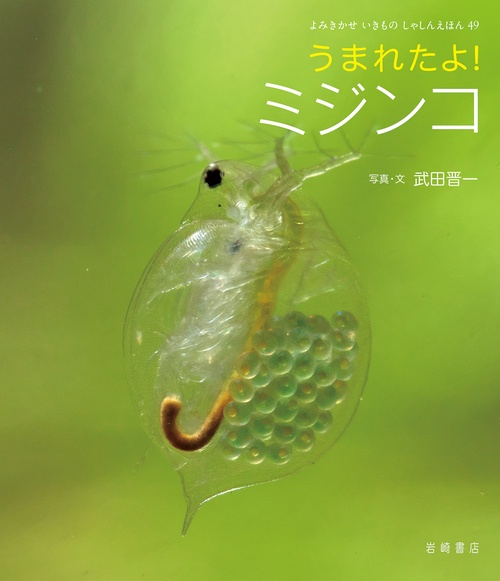 うまれたよ！　ミジンコ
