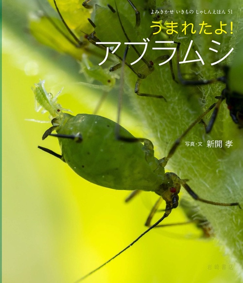うまれたよ！アブラムシ