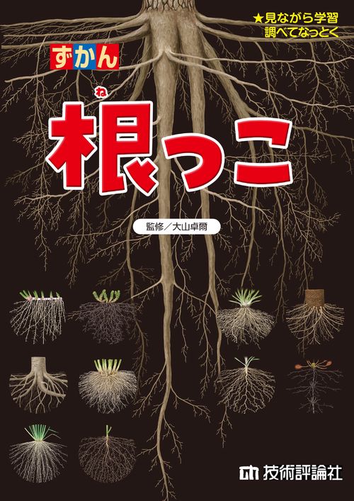 根っこ