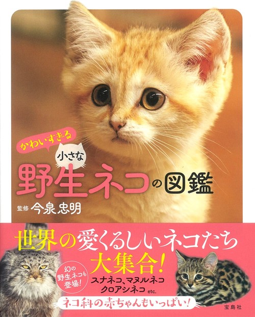 かわいすぎる小さな野生ネコの図鑑