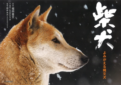 柴犬 よみがえる縄文犬