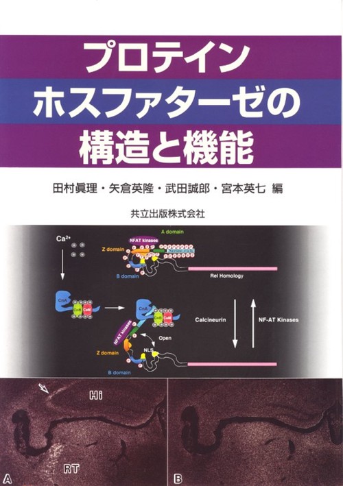 プロテインホスファターゼの構造と機能