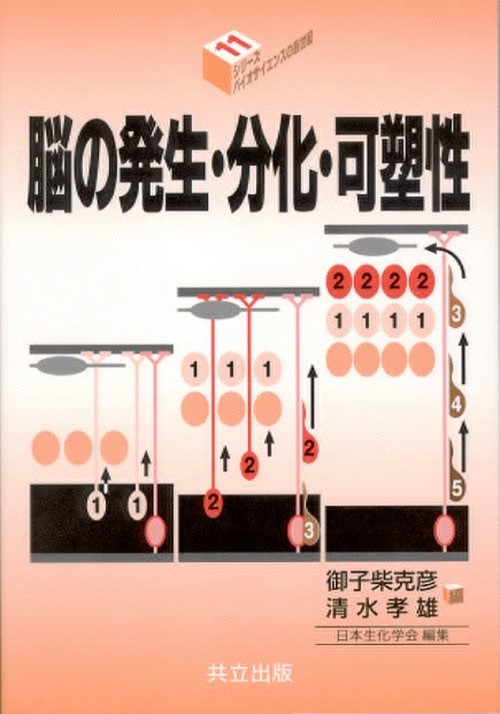 脳の発生・分化・可塑性