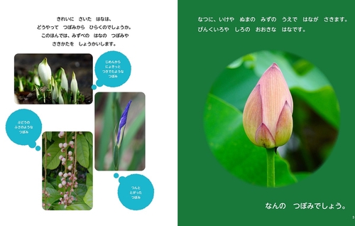 みずべのはな