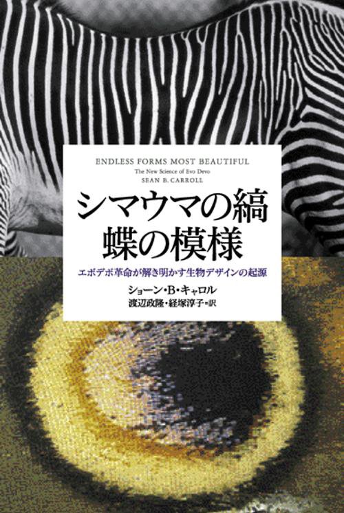 シマウマの縞蝶の模様
